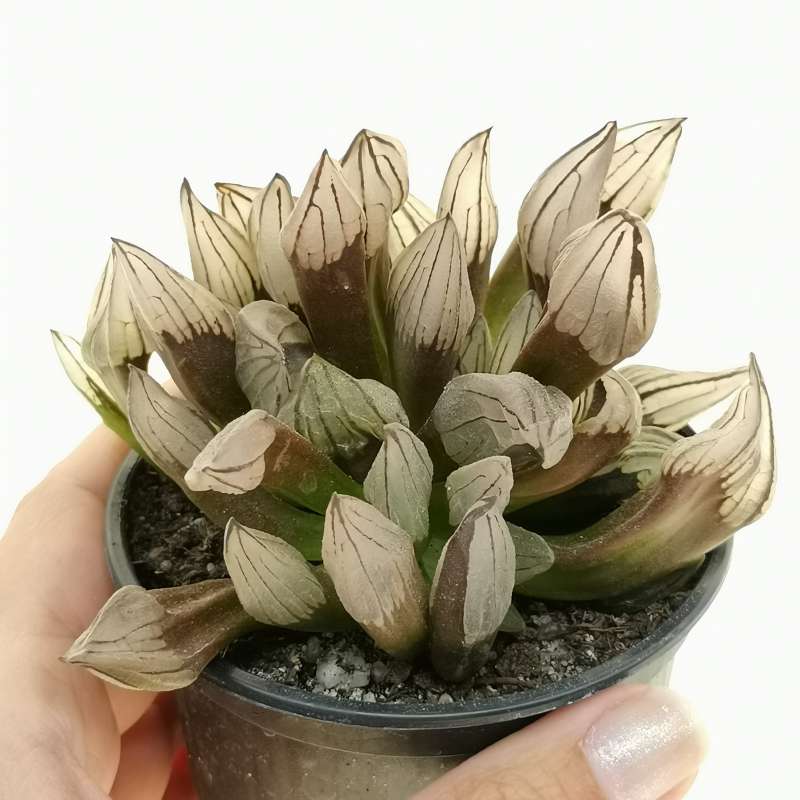 Haworthia Cooperi, alla scoperta della pianta grassa che sembra di