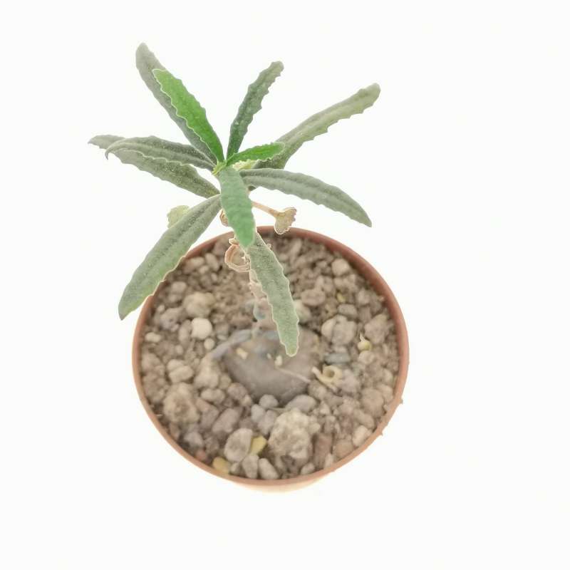 Dorstenia Hildebrandtii F Crispa 65 Cm Moraceae Giromagi Vendita Piante Grasse 7681