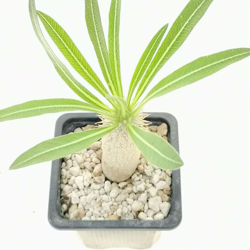 Pachypodium rosulatum var. inopinatum - Giromagi