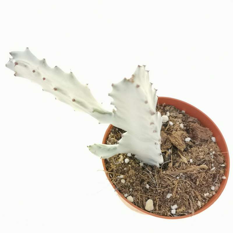 Euphorbia lactea cv. White Ghost - Giromagi