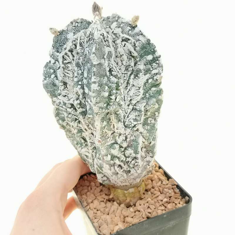 Astrophytum myriostigma cv. fukuryu Hakuun Haku-Jo (Japan selection)