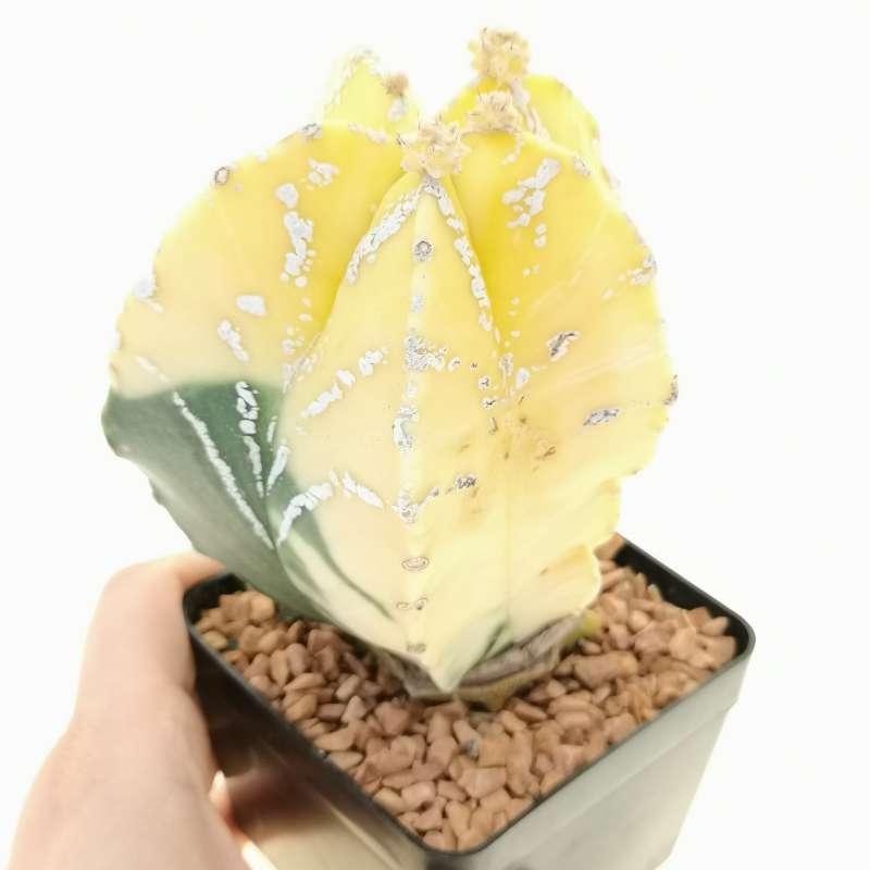 Astrophytum myriostigma cv. hakuun var. nudum f. variegata
