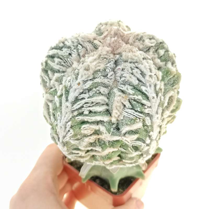 Astrophytum myriostigma cv. Fukuryu Hanakago (Japan selection)