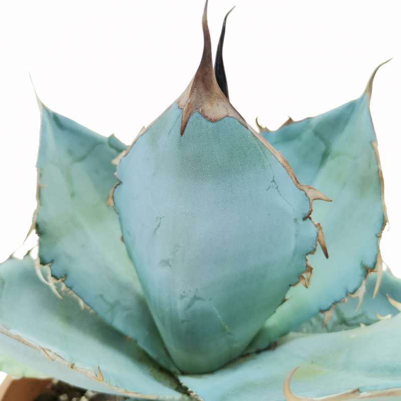 Agave titanota cv. White Ice 21,5 cm. | Agavaceae - Giromagi vendita ...