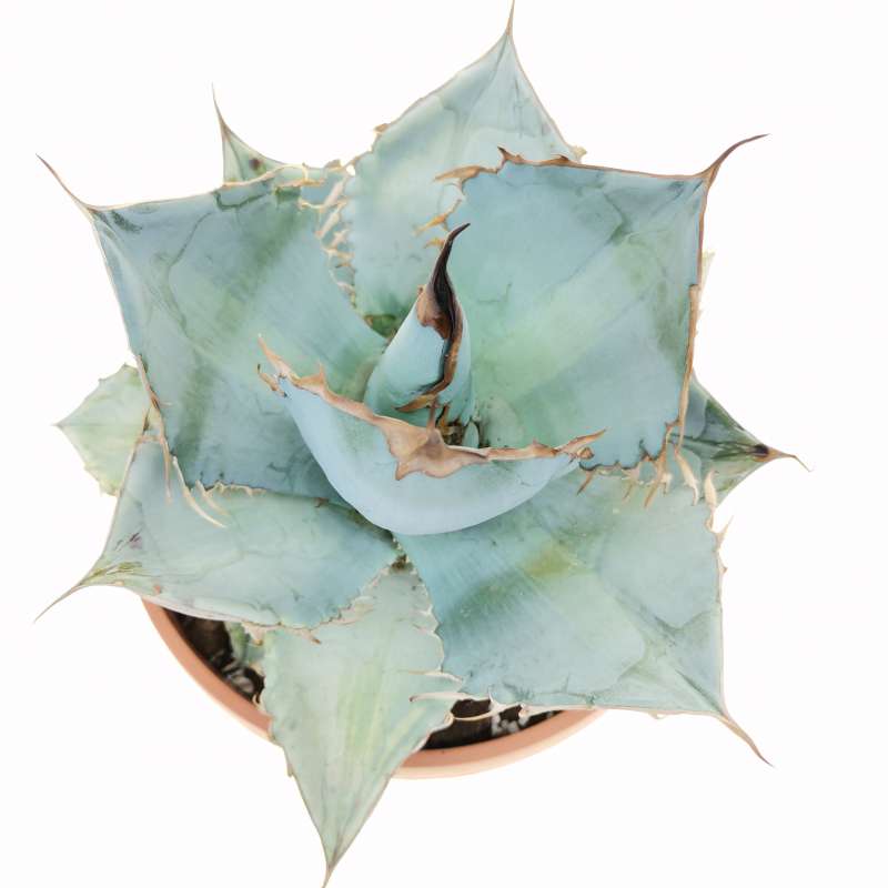 Agave titanota cv. White Ice 21,5 cm. | Agavaceae - Giromagi vendita ...