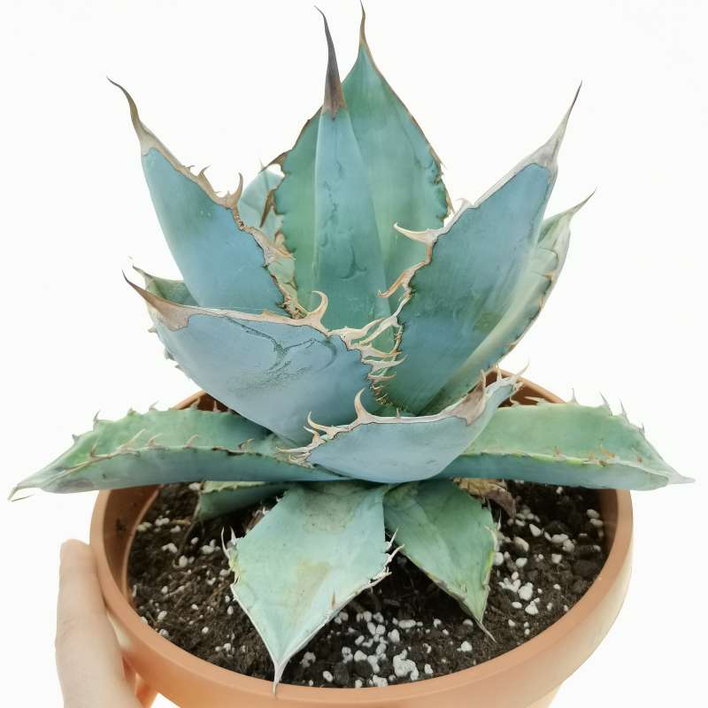 Agave titanota cv. White Ice 21,5 cm. | Agavaceae - Giromagi vendita ...