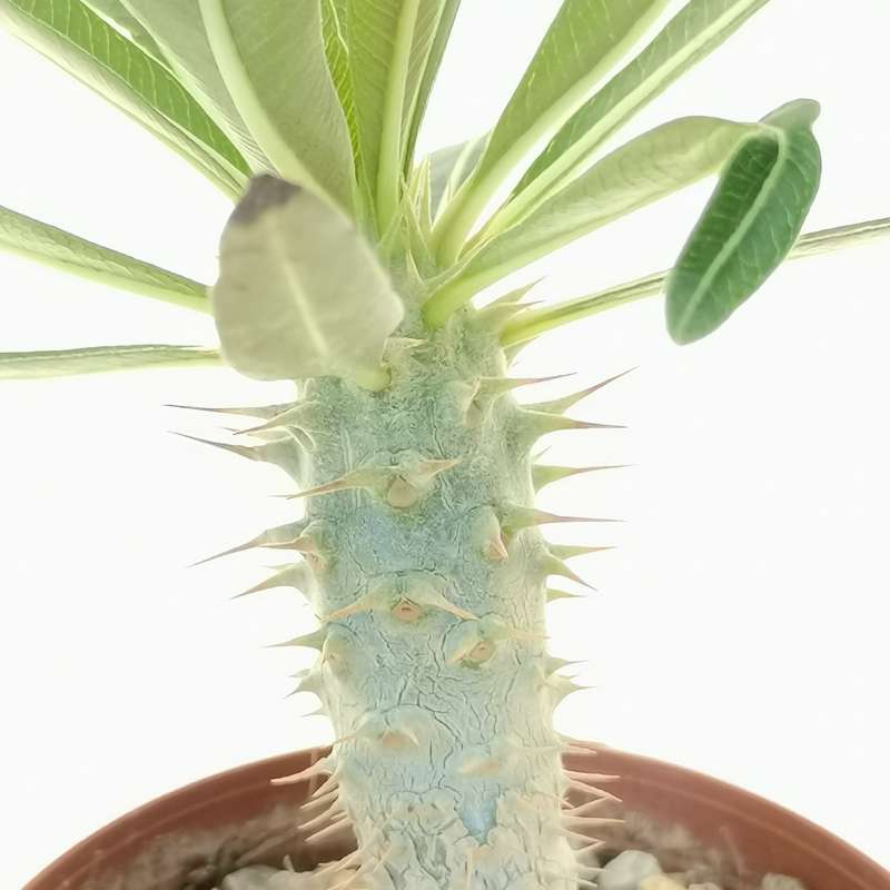 Pachypodium rosulatum - Giromagi
