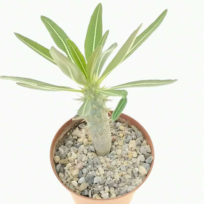 Pachypodium rosulatum - Giromagi