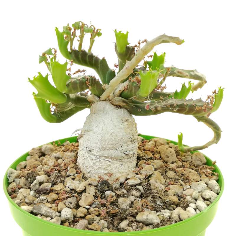 Euphorbia stellata - Giromagi