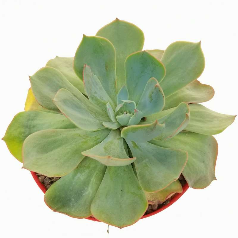 Echeveria 'Amistar' 14 cm. | Crassulaceae - Giromagi vendita piante grasse