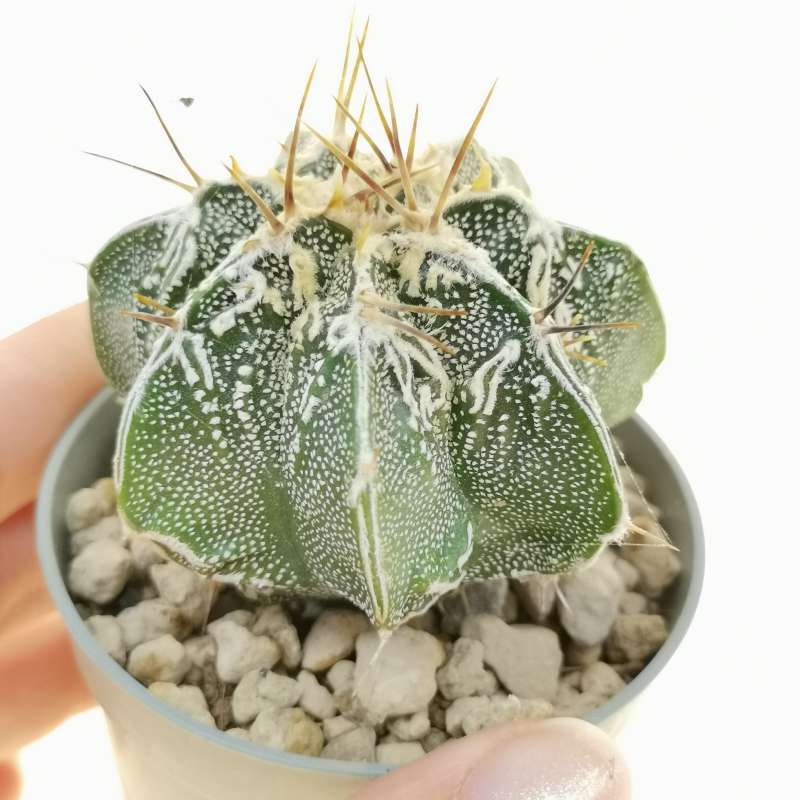 Astrophytum ornatum cv. fukuryu (Type B) Haku-jo 6,5 cm. | Cactaceae ...