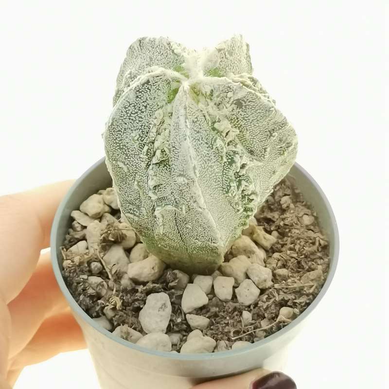 Astrophytum hybrid Or-My cv. fukuryu Hania Haku-jo