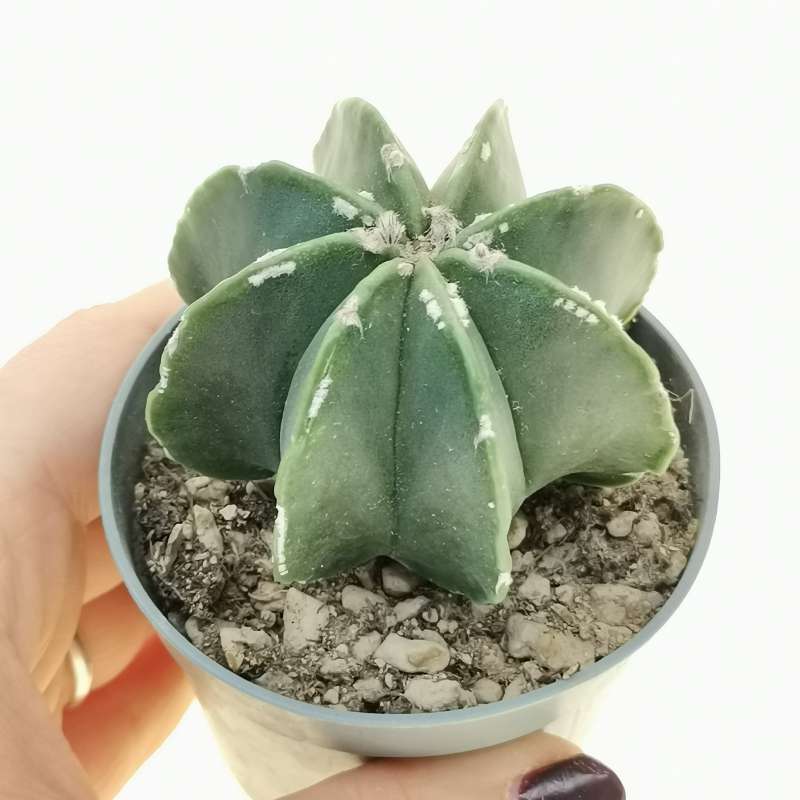 Astrophytum myriostigma cv. Hakujo multicostatum 6,5 cm. | Cactaceae ...