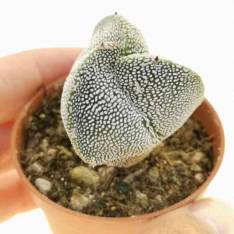 Astrophytum myriostigma cv. Onzuka tricostatum