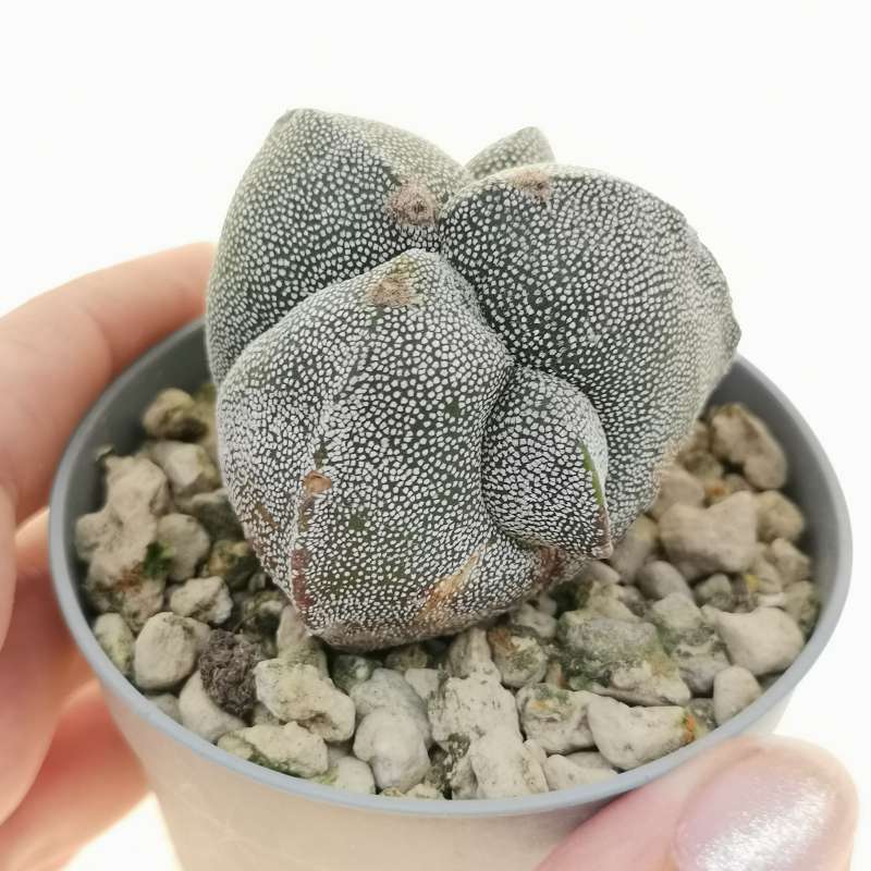 Astrophytum myriostigma cv. Fukuryu (type B) tricostatum 6,5 cm ...