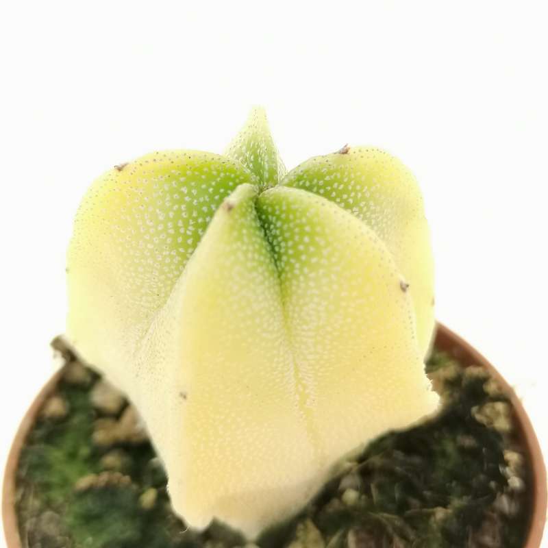 Astrophytum myriostigma cv. double ribs f. variegata - Giromagi