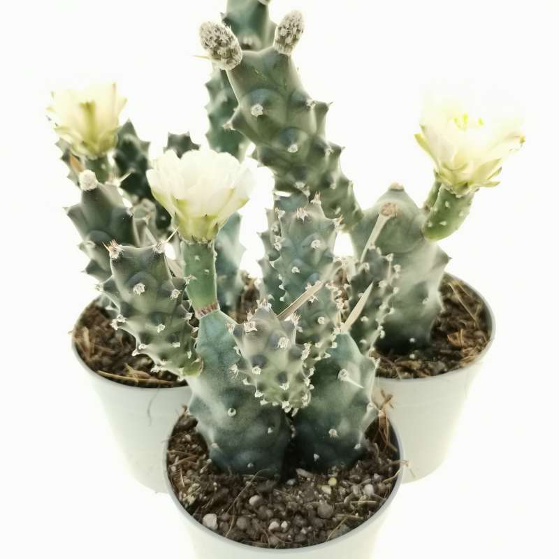 Tephrocactus Articulatus V Oligacanthus 6 5 Cm Cactaceae Giromagi