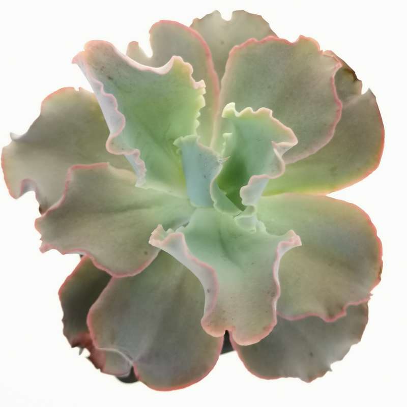 Echeveria 'Giant blue' 7x7 cm. | Crassulaceae - Giromagi vendita piante ...