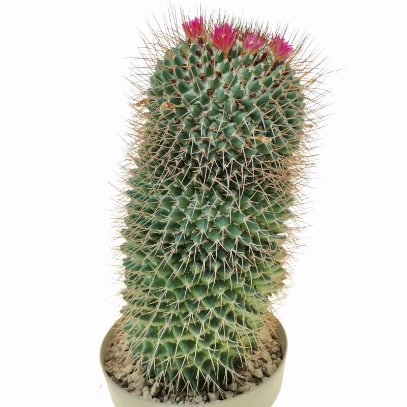 Mammillaria rhodantha 16 cm. | Cactaceae - Giromagi vendita piante grasse