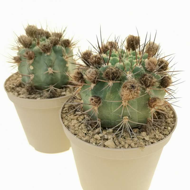 Acanthocalycium thionanthum 14 cm. | Cactaceae - Giromagi vendita ...