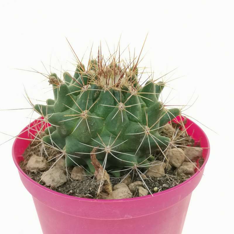 Thelocactus tulensis 14 cm. | Cactaceae - Giromagi vendita piante grasse