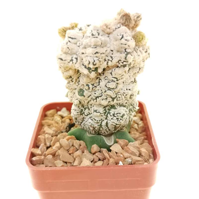 Astrophytum asterias hybrid (Kikko Superkabuto)(CITES) - Giromagi