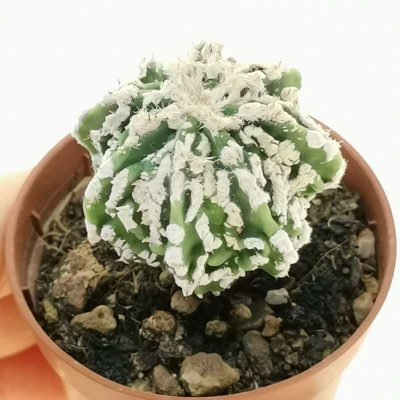 Astrophytum hybrid cv. Fukuryu Hakuun Haku-jo nudum