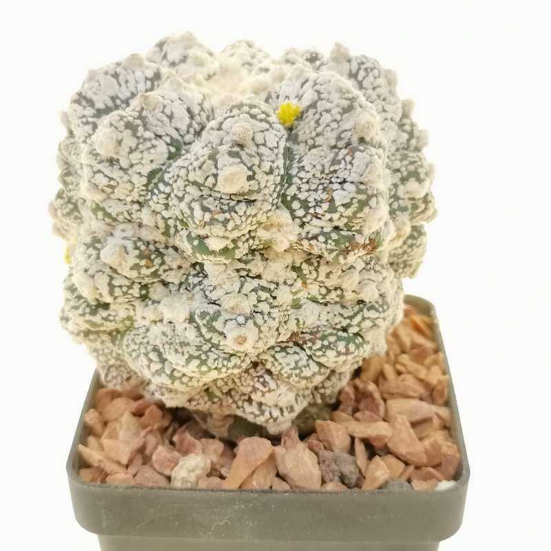 Astrophytum asterias hybrid (Kikko Superkabuto)(CITES) - Giromagi