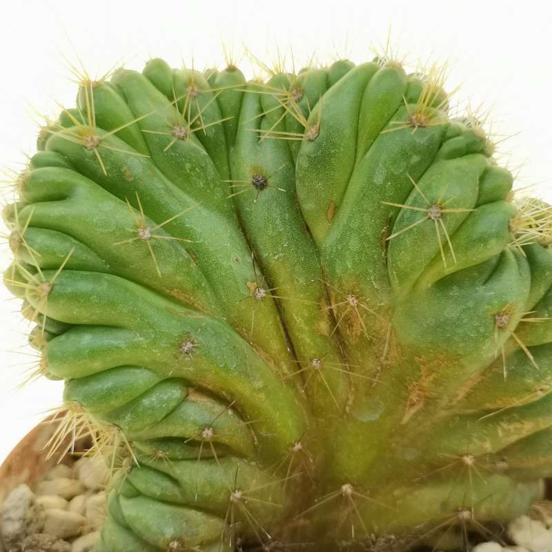 Echinocereus pentalophus f. crestata 12 cm. | Cactaceae - Giromagi ...