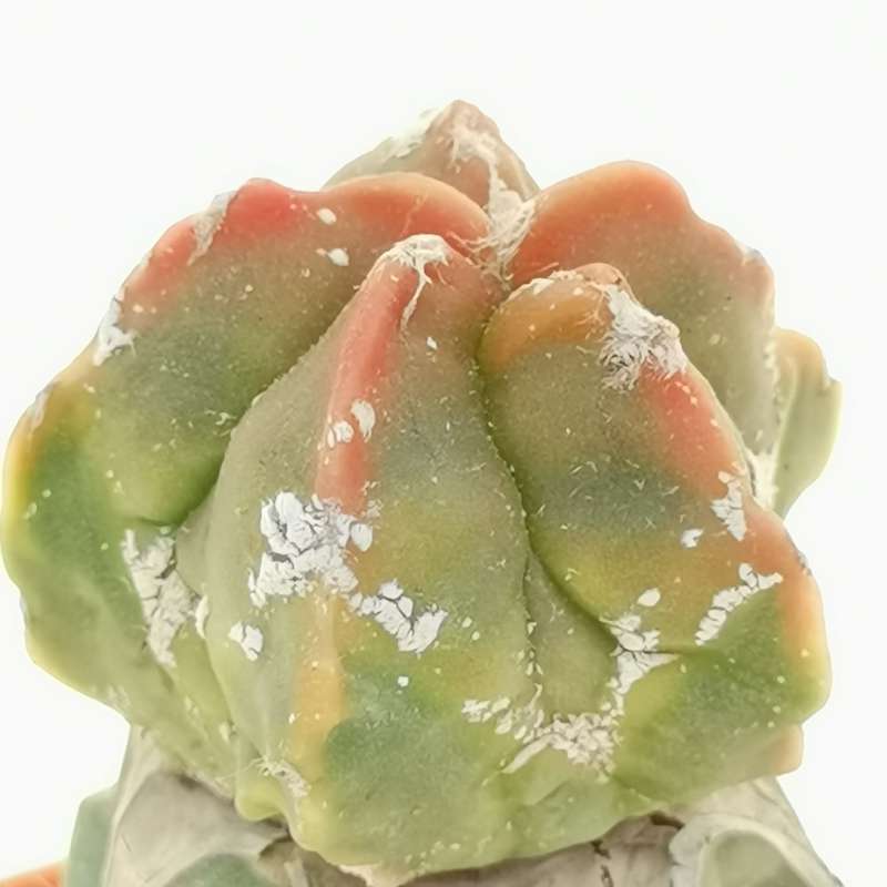Astrophytum myriostigma cv. Red Koh-yo Hakuun - Giromagi