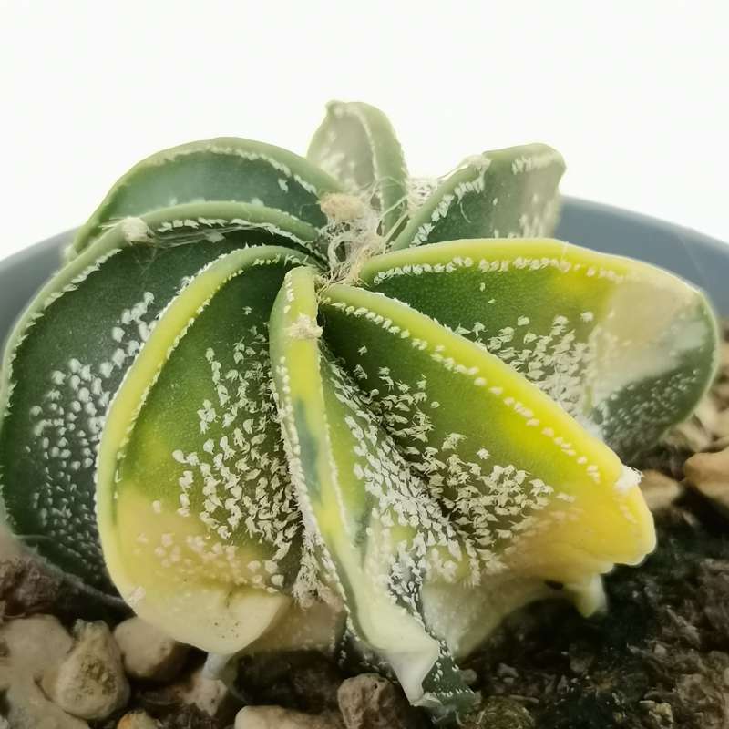 Astrophytum capricorne var. minor f. variegata - Giromagi