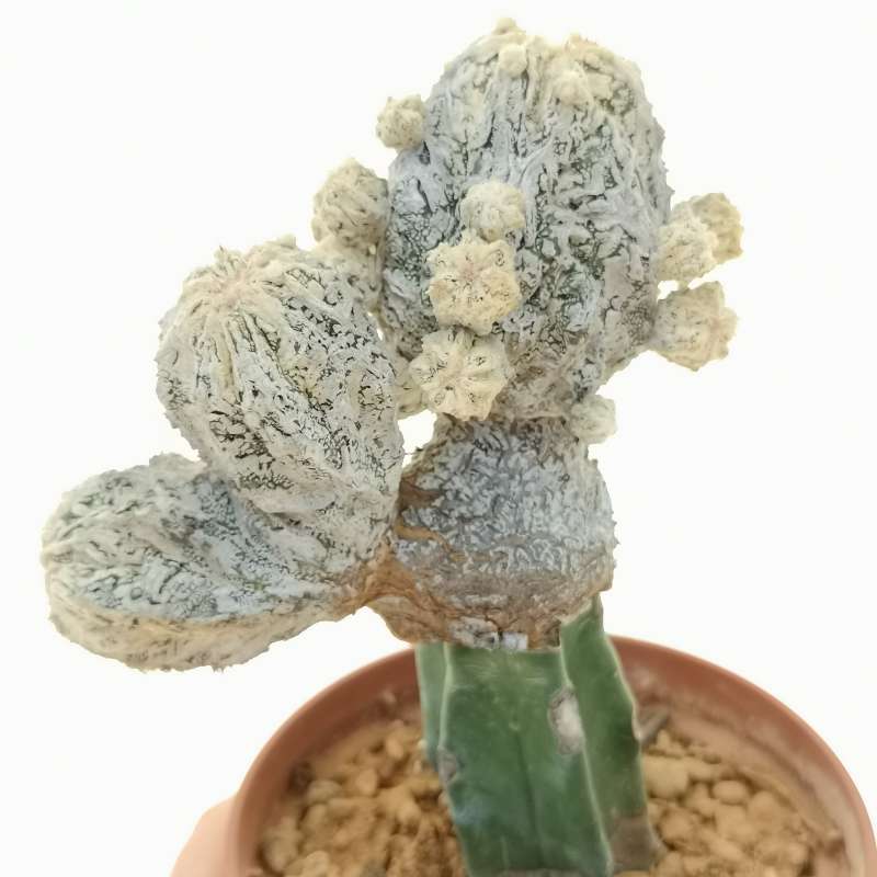 Astrophytum hybrid Or-My cv. fukuryu Hania Haku-jo f. politomica