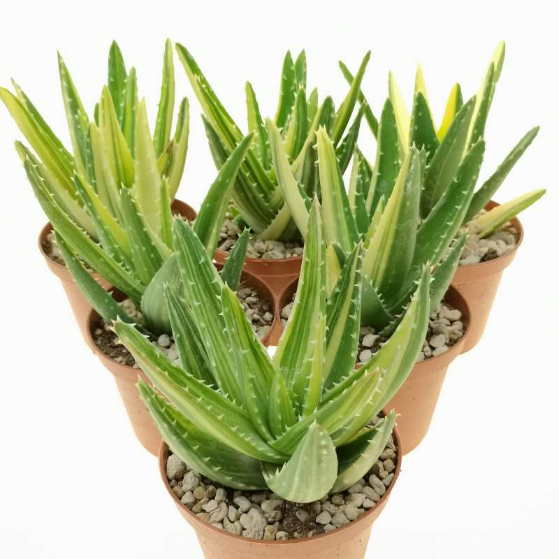 Aloe Mitriformis F Variegata 10 Cm Aloaceae Giromagi Vendita Piante Grasse 5194