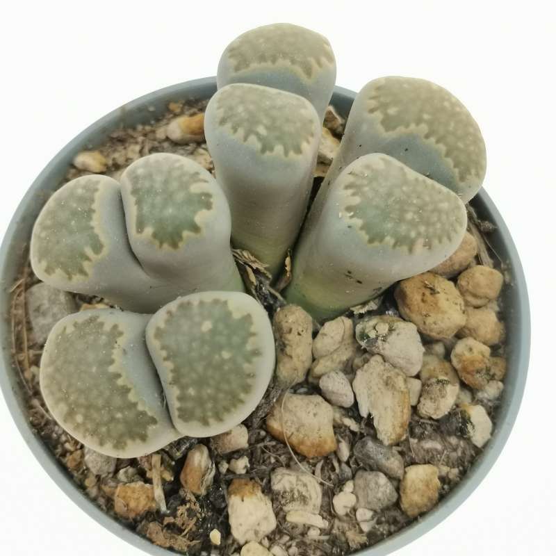 Lithops salicola f. variegata 6,5 cm. | Aizoaceae - Giromagi vendita ...