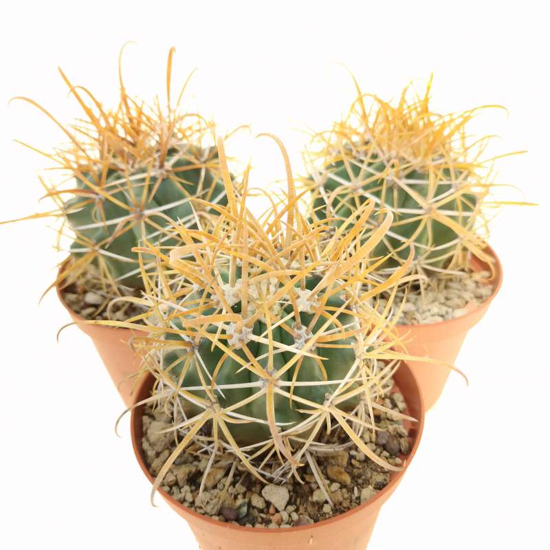 Ferocactus Chrysacanthus Cv. Orange Spines (fiore Giallo) 10 Cm 