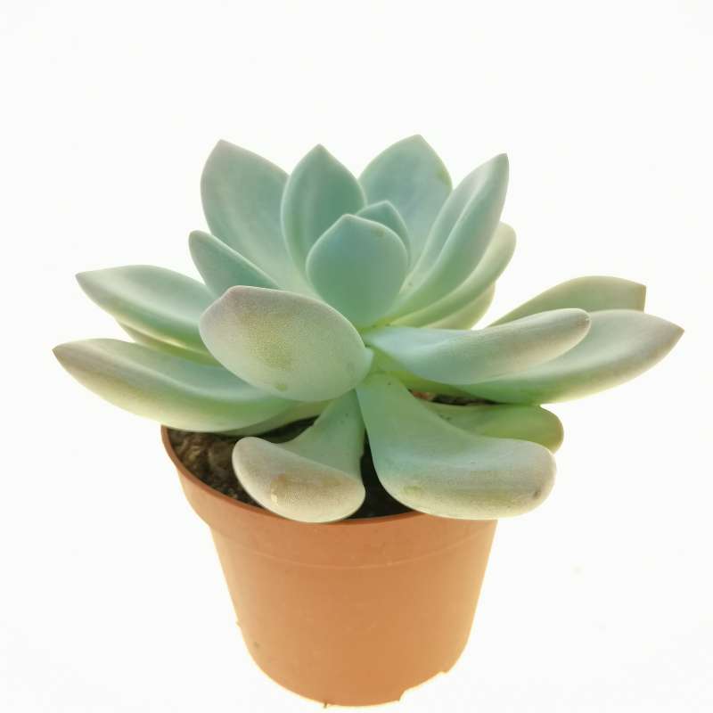 Echeveria 'Grosso' 10 cm. | Crassulaceae - Giromagi vendita piante grasse