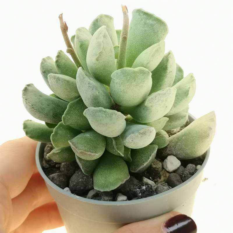 Adromischus cristatus 6,5 cm. | Crassulaceae - Giromagi vendita piante ...