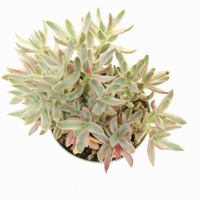 Crassula rubricaulis 'Candy Cane' 10 cm. | Crassulaceae - Giromagi ...