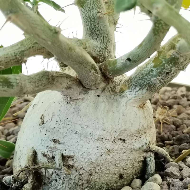 Pachypodium bispinosum - Giromagi