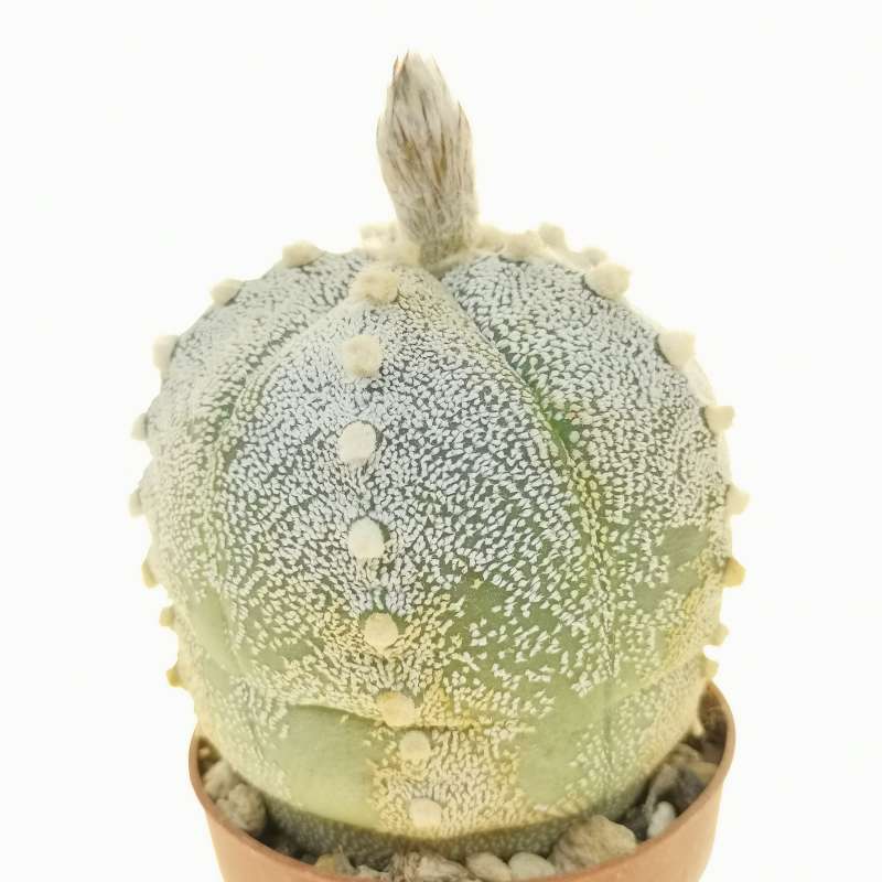 Astrophytum asterias hybrid f. variegata (CITES) - Giromagi