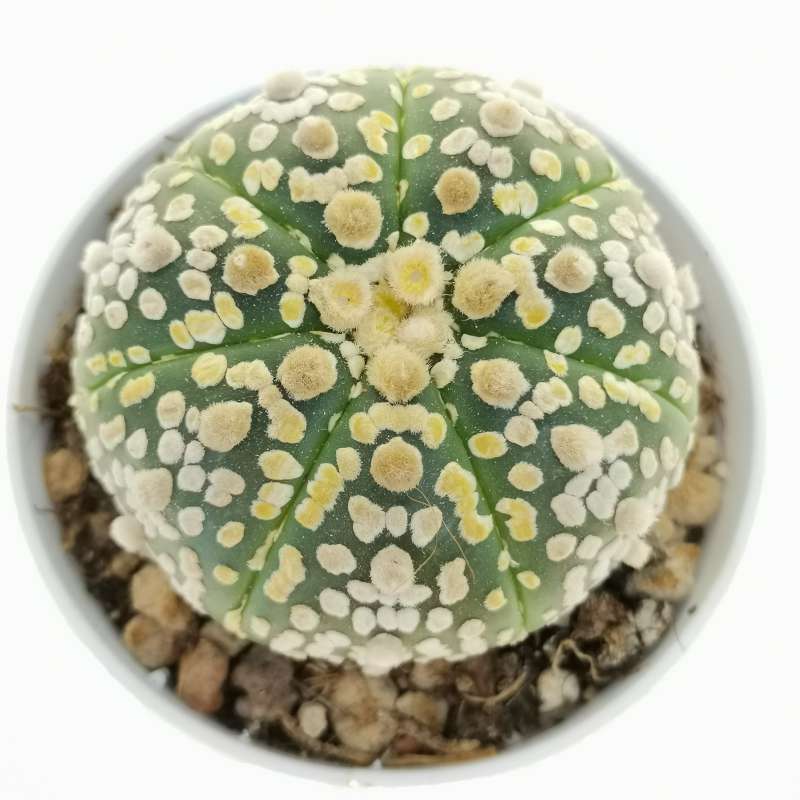 Astrophytum asterias hybrid (cv. Hanazono) (CITES) - Giromagi