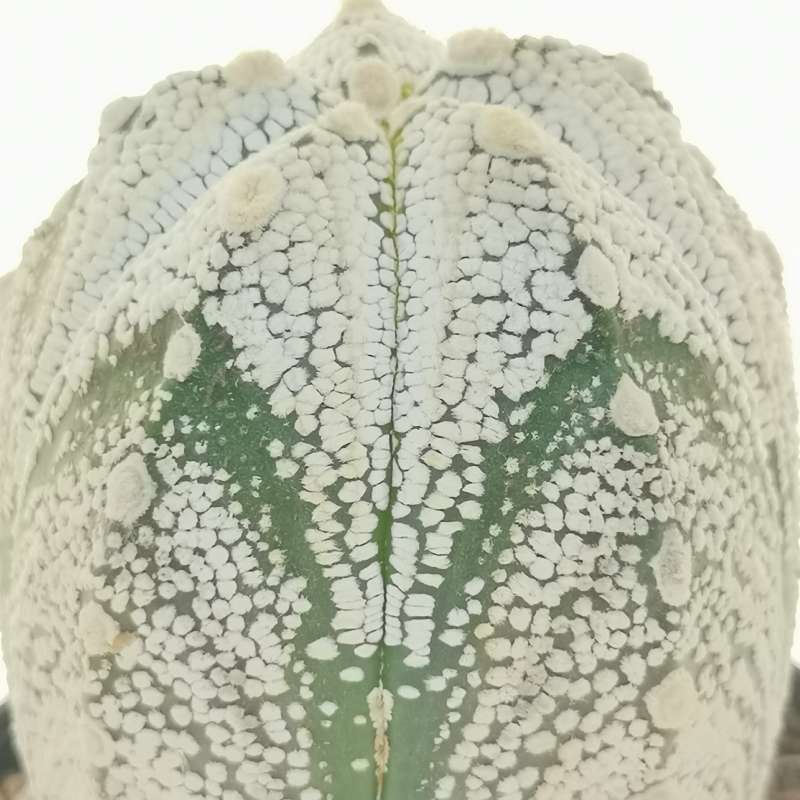 Astrophytum  asterias hybrid f. columnare (CITES) - Giromagi