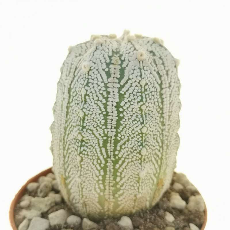 Astrophytum asterias hybrid f. columnare (CITES) - Giromagi
