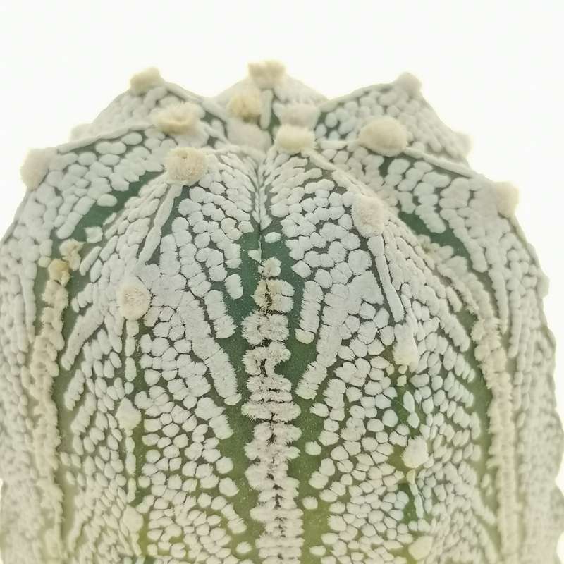 Astrophytum asterias hybrid f. columnare (CITES) - Giromagi