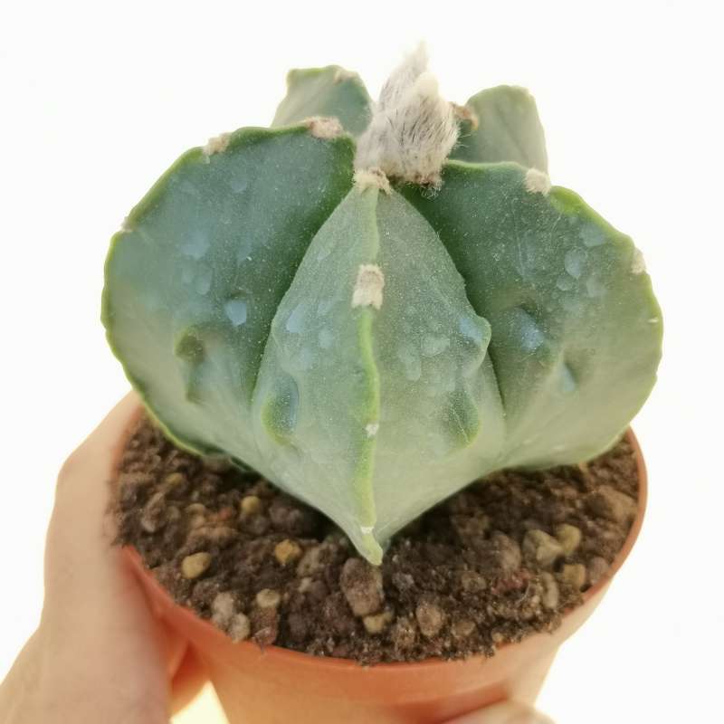 Astrophytum Myriostigma Cv. Fukuryu (Type B) Var. Nudum 10 Cm ...