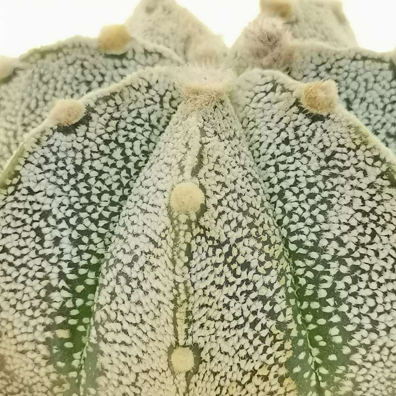 Astrophytum asterias hybrid (CITES) - Giromagi