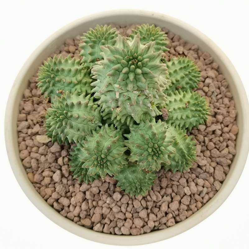 Euphorbia susannae - Giromagi