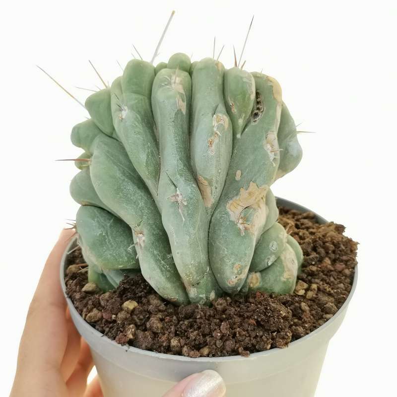 Stetsonia coryne f. crestata 14 cm. | Cactaceae - Giromagi vendita ...