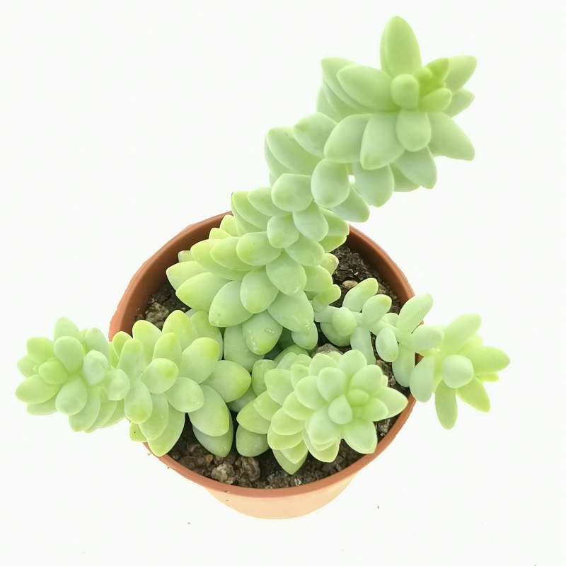 Sedum burrito 5,5 cm. | Crassulaceae - Giromagi vendita piante grasse