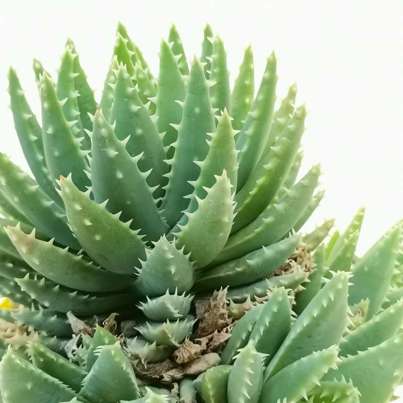 Aloe Brevifolia 14 Cm. | Aloaceae - Giromagi Vendita Piante Grasse